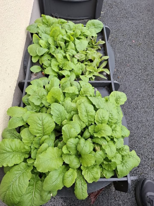 3rd & 4th Class pupils have been busy in the garden, nurturing some vegetables from seeds🌱
After weeks of care and hard work, they are looking forward to harvesting and tasting a wonderful selection of home-grown produce, including peas, beetroot, lettuce, radishes, and turnips. We are proud of their enthusiasm and dedication as they learn about growing healthy, sustainable food.